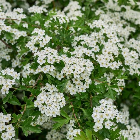 Aubépine monogyne - Crataegus monogyna 60cm en pot (1/2)