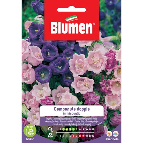 SEMI CAMPANULA DOPPIA MIX BLUMEN