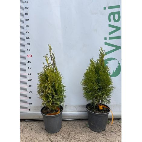 PIANTA DI THUJA NANA AUREA VASO 17 CM  (foto reale) TUIA ORNAMENTALE