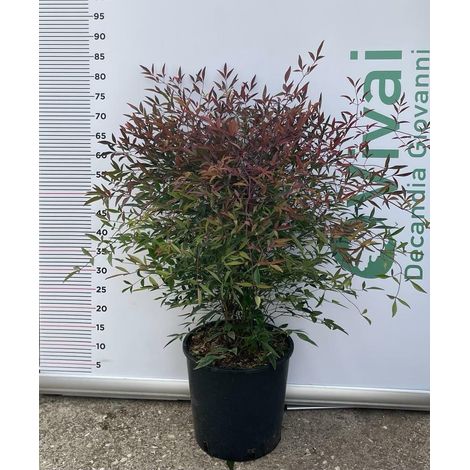 PIANTA DI NANDINA DOMESTICA VASO 24 CM ( FOTO REALI) bacca rossa