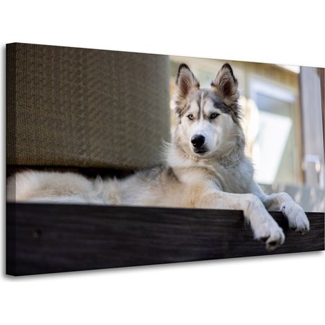 Leinwanddruck „Tiere Husky Hund“ 100x60 cm