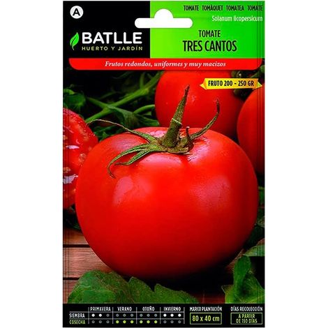Semences de tomates Tres Cantos