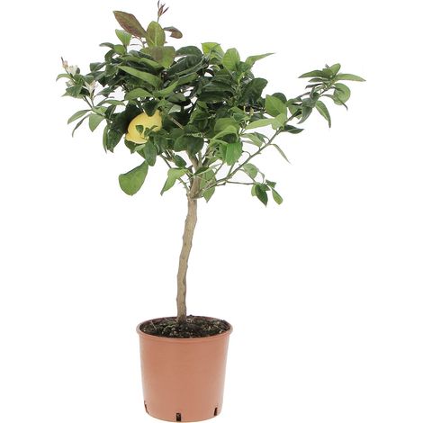 Pianta di Limone Citrus Limon - H 70-80 cm Vaso da Coltura Ø 20 cm (1/3)