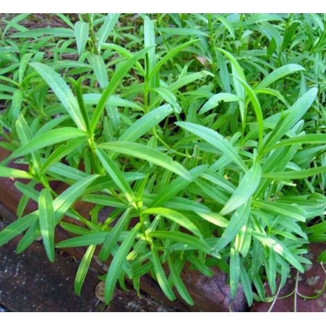 estragon, HERBES SEED, HEIRLOOM, BIO, 500 graines, NON OGM, SPICE, estragon (1/5)