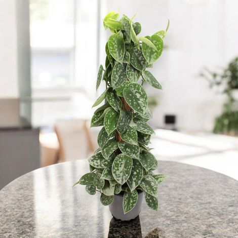 Gardenaria Scindapsus pictus 'Silvery Ann' - Pianta da interno ornamentale - Altezza: 20 cm (vaso 14) (1/5)