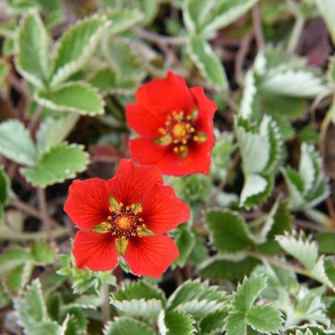 4 x Potentille vivace - Potentilla atrosanguinea  - godet 9x9 cm (1/4)