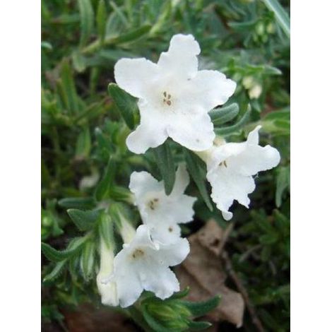 Grémil blanc 'Alba' Godet de 8/9 cm (1/2)