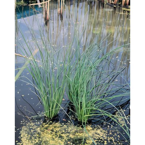 Gardenaria Giunco Glauco - Juncus inflexus 'Glaucus' - Graminacea ornamentale da esterno - Altezza: 40 cm (vaso 17)