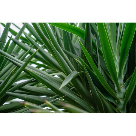YUCCA FILAMENTOSA VASO 24 (1/3)