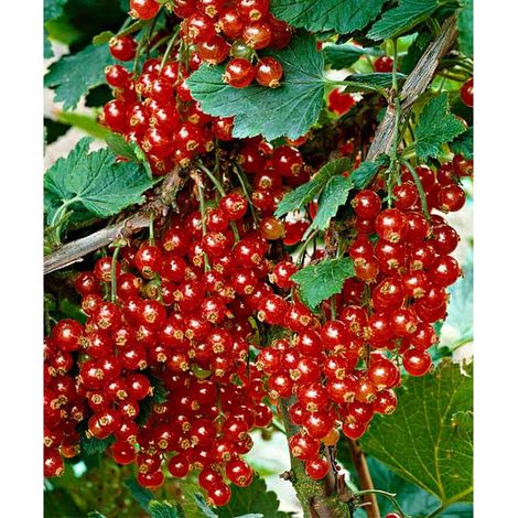 RIBES ROSSO JONKHEER VAN TETS (1 PIANTA) (1/2)