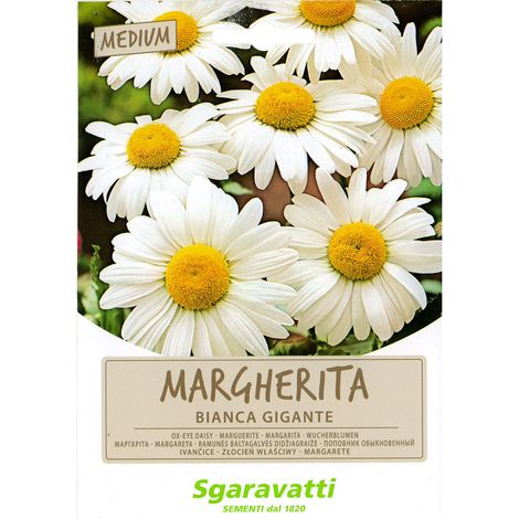 SEMI PER PRATO UNIVERSALE margherita bianca gigante Q.TA 20 margherita bianca gigante