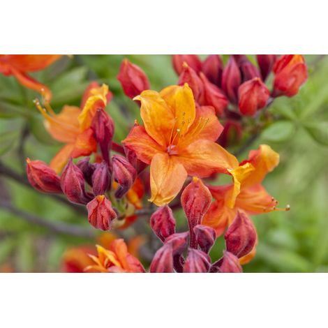 Sommergrüne Azalee 'Sunny Boy' Rhododendron lut.'Sunny Boy' C5 30- 40
