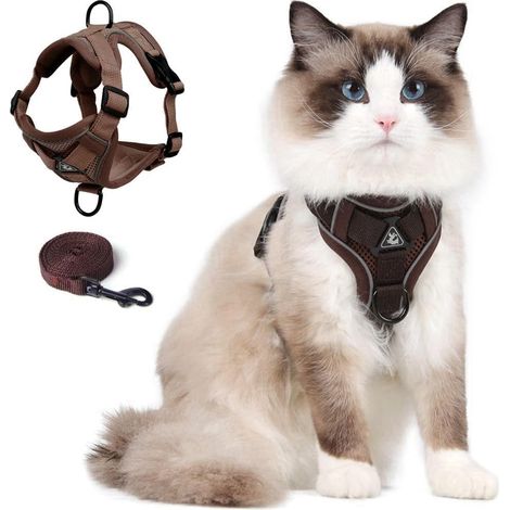 Harnais réfléchissant et anti-évasion pour chat et petit chien, taille M (1/5)