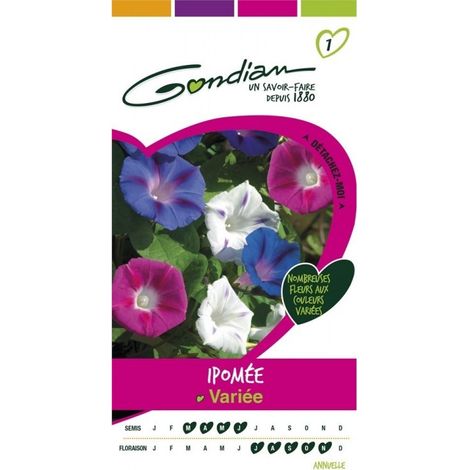 Gondian - Ipomée Varié Multicolore