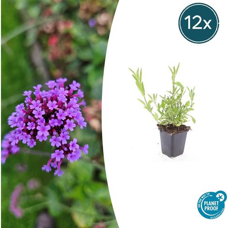 Lot de 12 Verveine de Buenos Aires Verbena bonariensis Plante Vivace Violette 10-25cm Pot Ø 9cm - PANGIVO (1/5)