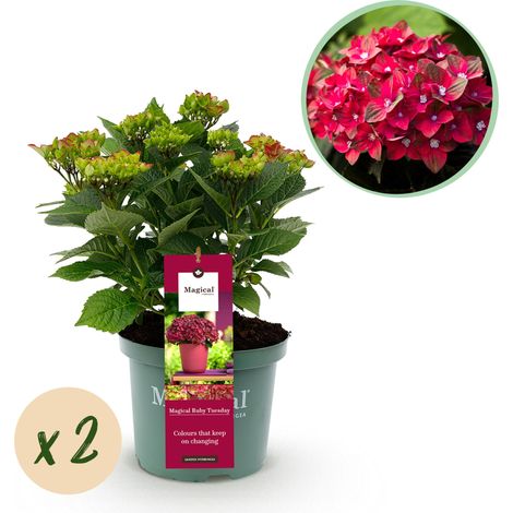 Lot de 2 Hortensias de Jardin Hydrangea macrophylla Ruby Tuesday & Saphire Pot 23 cm Hauteur 55 cm - PANGIVO (1/5)