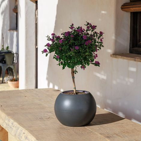 Pot rond DALIA 30 en polyéthylène ø30x22,5 cm – Résistant aux UV et aux températures extrêmes – Volume 11,5L – Pour intérieur et extérieur