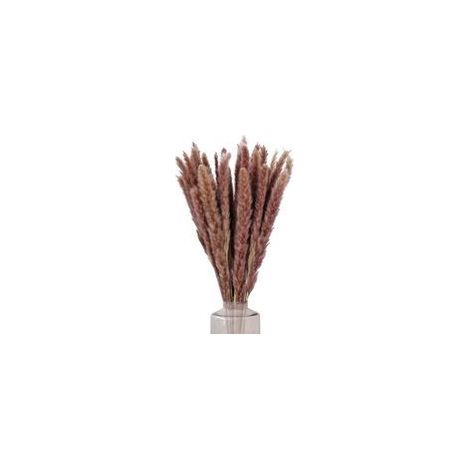Natürlicher Strauß aus getrocknetem Pampasgras – 30 Stück, 60 cm lange Stiele, naturbraune Farbe, ideal für Dekorationen zu Hause, Hochzeiten und Balkonen. (1/5)