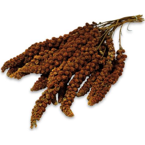 JR FARM Spray Millet red - Rote Hirse für Papageien in den Ohren 500g (1/3)