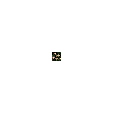 Guirlande Lumineuse Solaire 50 LED 7 Mètres Étanche pour Jardin, Terrasse, Clôture, Fêtes et Décor Intérieur Extérieur Blanc Chaud (1/5)