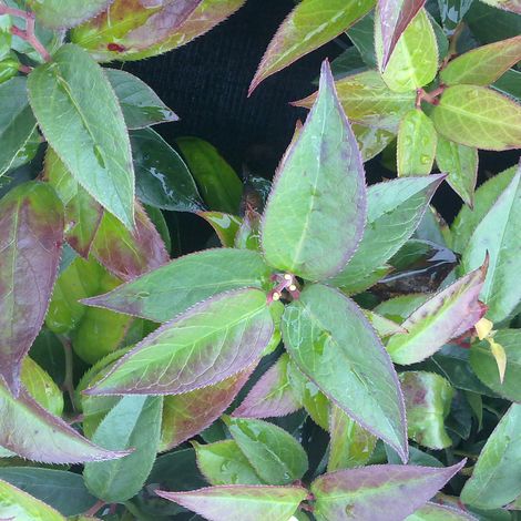 Leucothoé 'Lovita' 'Zebonard') - 20-30 cm pot (1/5)