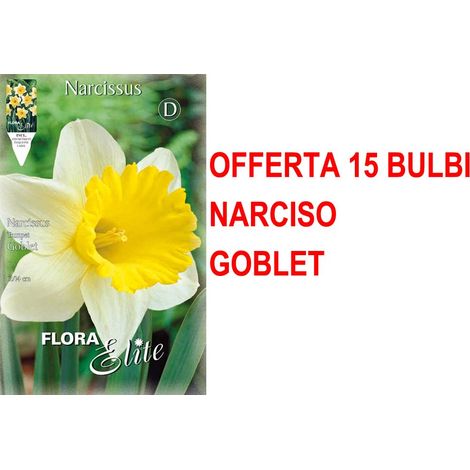 OFFERTA 15 BULBI NARCISO TRUMPET GOBLET BULBS