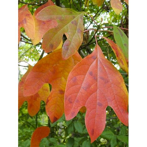 Sassafras albidum Pot de 7,5L/10L (1/3)