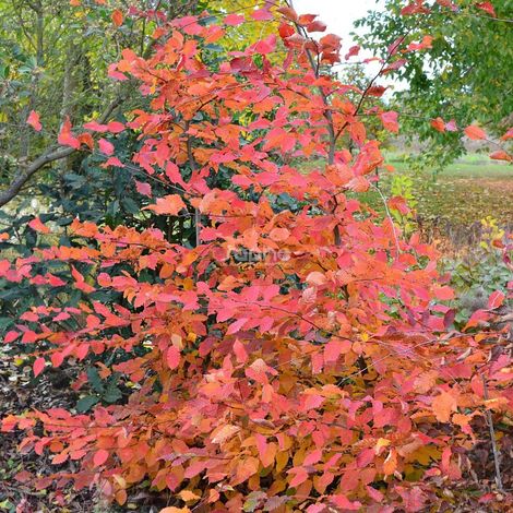 Charme Rockhampton Red® 'Lochglow', Carpinus/Pot de 15L - Baliveau