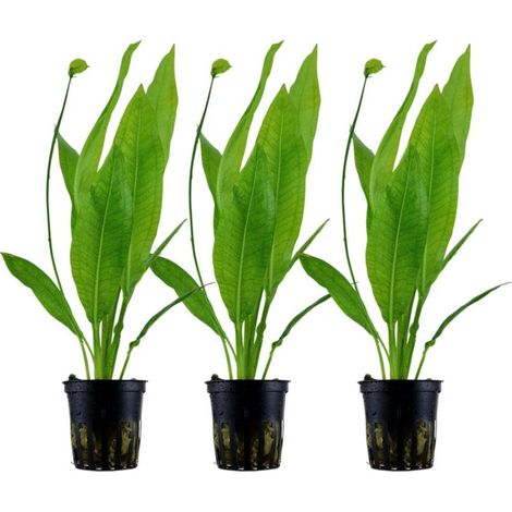 Aquarium Pflanze 3 Stück Echinodorus bleheri Wasserpflanze Topf Nr.371 Set