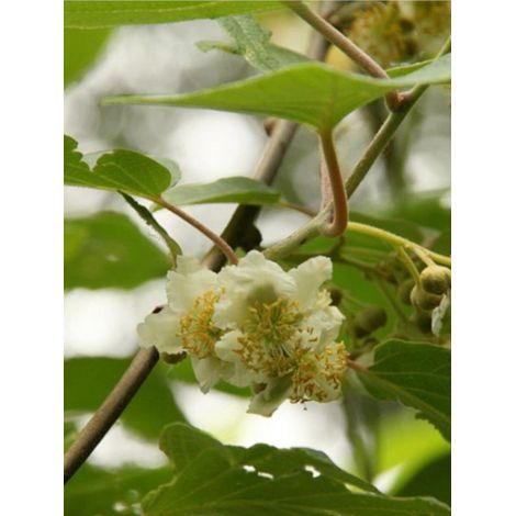 Kiwi mâle, actinidier 'Belen' Pot de 2L/3L