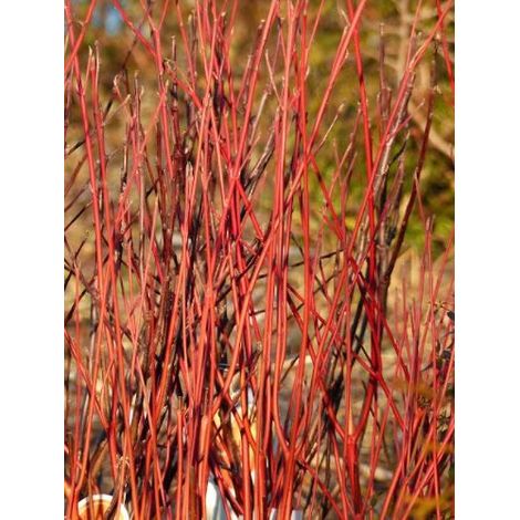 Cornouiller stolonifère 'Cardinal' Pot de 7,5L/10L (1/2)