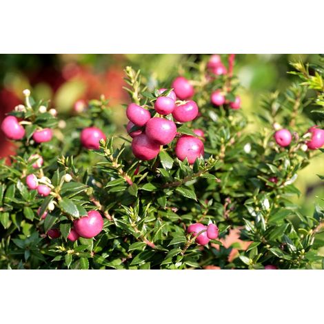 GAULTHERIA PERNETTYA ROSA VASO 11CM (1/2)