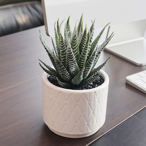 Plante succulente artificielle en pot - 17 cm - Réaliste - Plantes succulentes esthétiques pour la maison, le bureau, la décoration d'étagère, d'intérieur et d'extérieur (1/5)