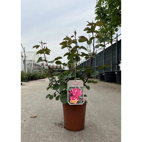 Gardenaria Rosa 'Acapella' - Rosa da giardino - Altezza: 40/50 cm (vaso20) (1/2)