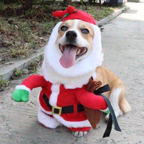 Costume Santa - Pour Chien Et Chat - Tenue De Fête De Noël Avec Barbe Blanche Et Chapeau - Taille S - Rouge (1/5)