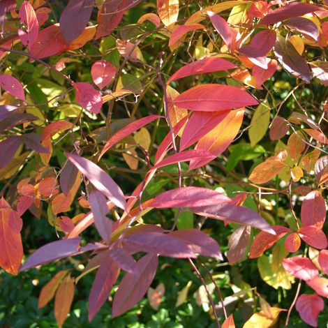 Itea de Virginie - Itea virginica  - 30-40 cm pot (1/5)