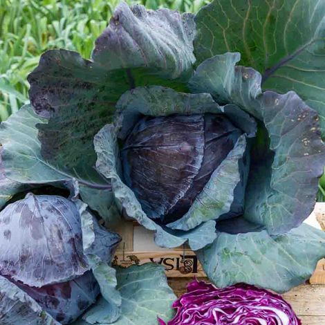 Vilmorin - Chou Rouge Tete Noire (1/2)