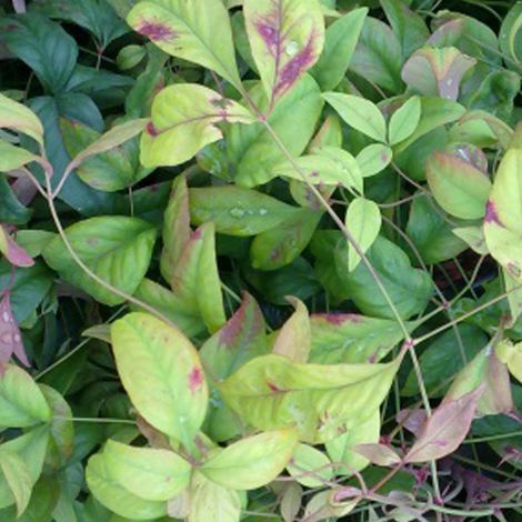Bambou sacré  - Nandina domestica 'Firepower'  - 25-30 cm pot