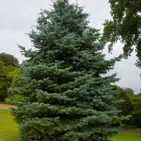 Pépinières Naudet – Sapin du Colorado (Abies concolor) naturel – Hauteur 10cm – Feuillage persistant bleu-vert – Résistant aux climats froids
