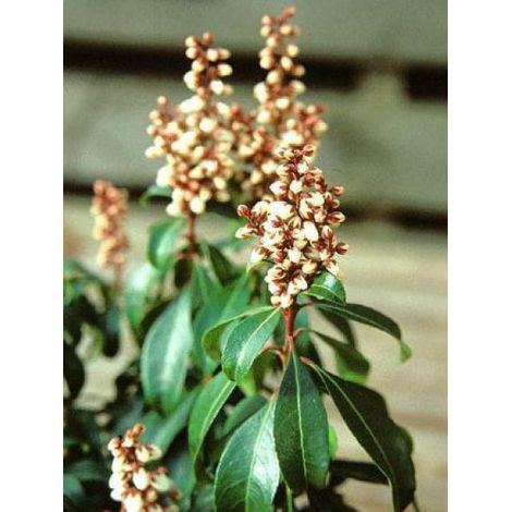Andromède du Japon 'Bonfire' Godet de 8/9 cm