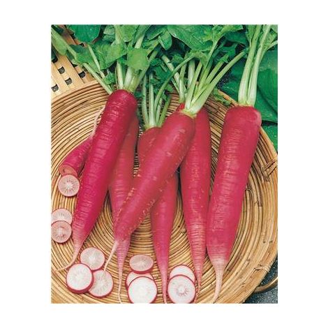 RADIS ROSE DE PAQUES 3 - 10 G