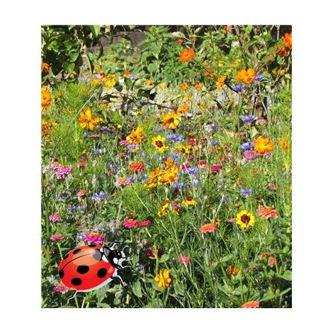FLEURS POUR COCCINELLES - 10 G