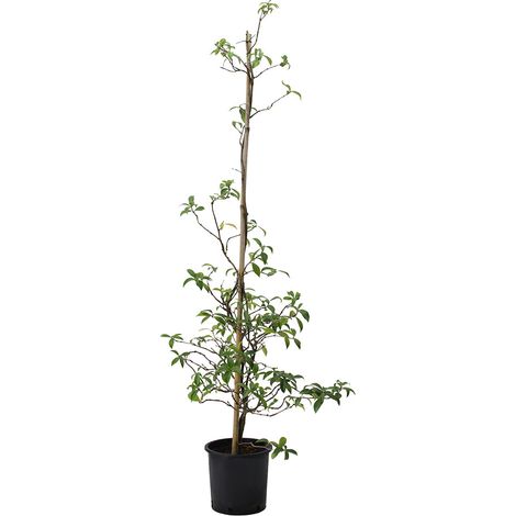 Trachelospermum (sin. Rhyncospermum) jasminoides - falso gelsomino - vaso 20 cm (1/2)