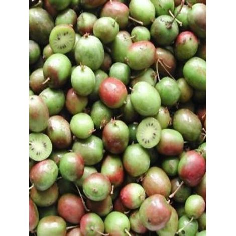 Kiwi, Kiwai 'Geneva' femelle Pot de 1,5L/2L (1/3)