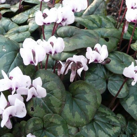 4 x cyclamen de Naples 'Album' - godet 9x9 cm (1/3)