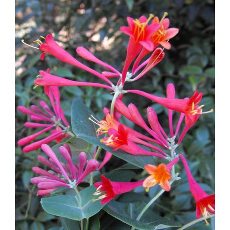 Gardenaria Caprifoglio - Lonicera brownii 'Dropmore Scarlet' - Pianta rampicante ornamentale da esterno - Altezza: 100/125 cm (vaso19) (1/2)