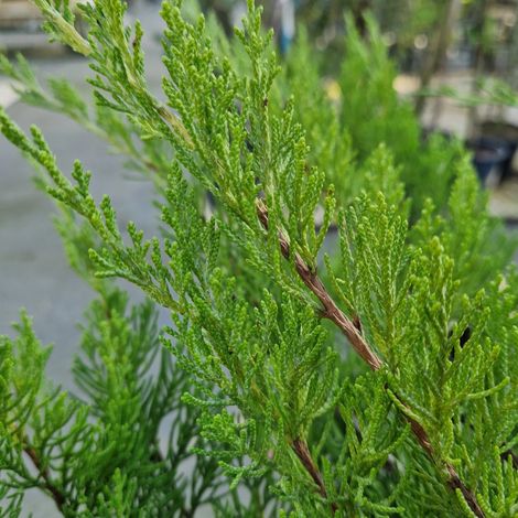 Genévrier Mint Julep, Juniperus/Pot de 3L - 30/40 cm