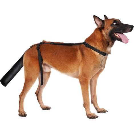 Protecteur de queue de chien – Noir – Taille L – Réglable – Empêche le léchage – Housse de protection (1/5)