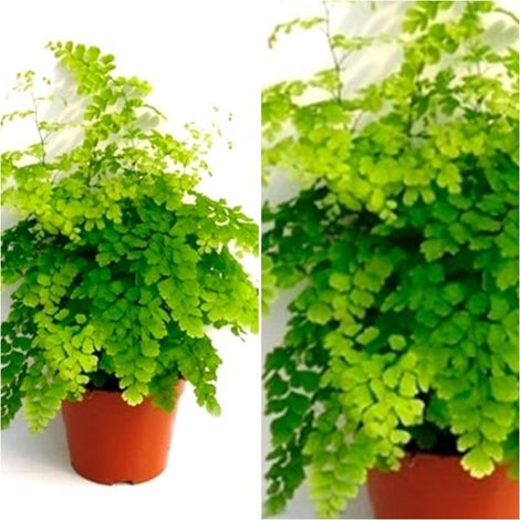 Planta Natural Helecho Adianthun en Maceta M12