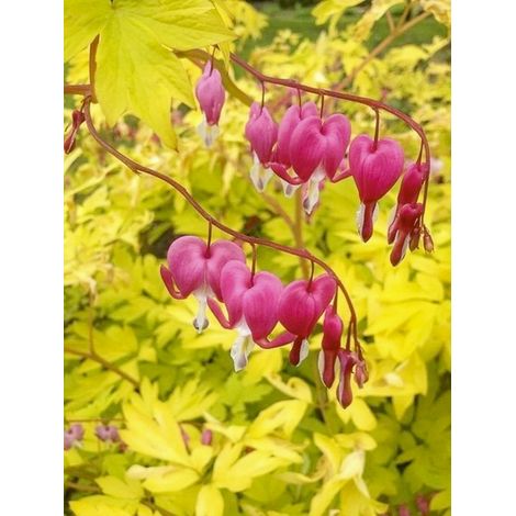 Coeur de Marie 'Yellow Leaf' Pot de 3L/4L (1/2)
